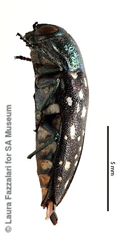 Diphucrania robertfisheri, SAMA 25-019247, male, holotype -adapted from original, CC BY NC SA 4.0, FR, photo by Laura Fazzalari for SA Museum